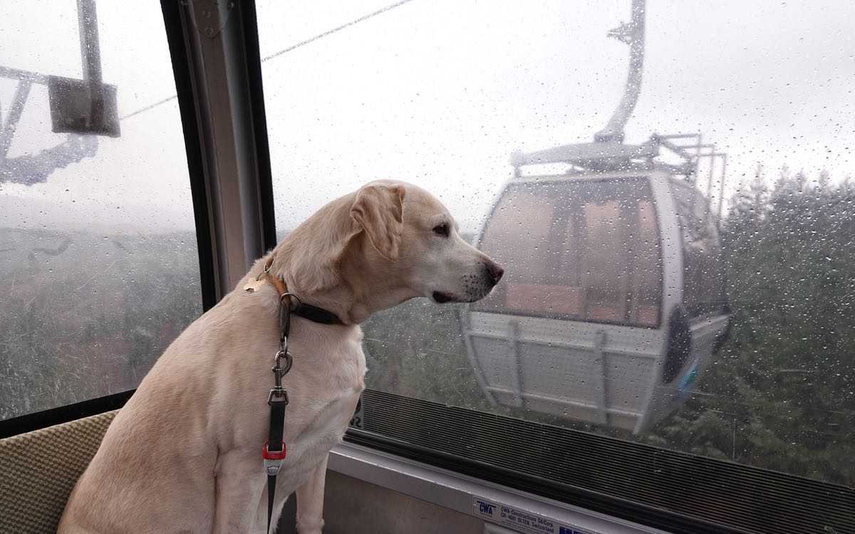 Heller Labrador in einer Bergbahn-Gondel, blickt aus dem Fenster