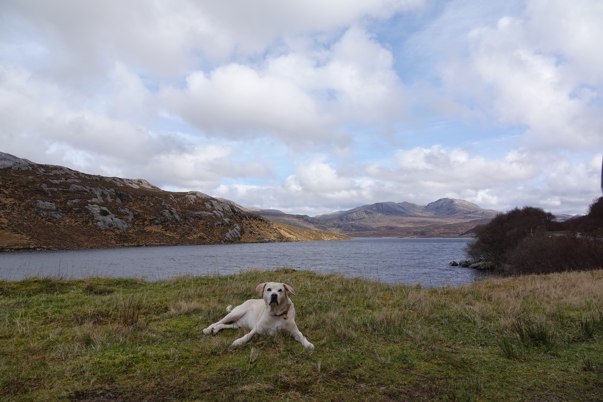 Hund am Ufer eines Highland-Sees mit Bergpanorama