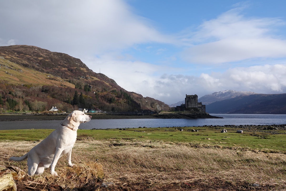Hund sitzt am Ufer, im Hintergrund das Eilean Donan Castle unter blauem Himmel