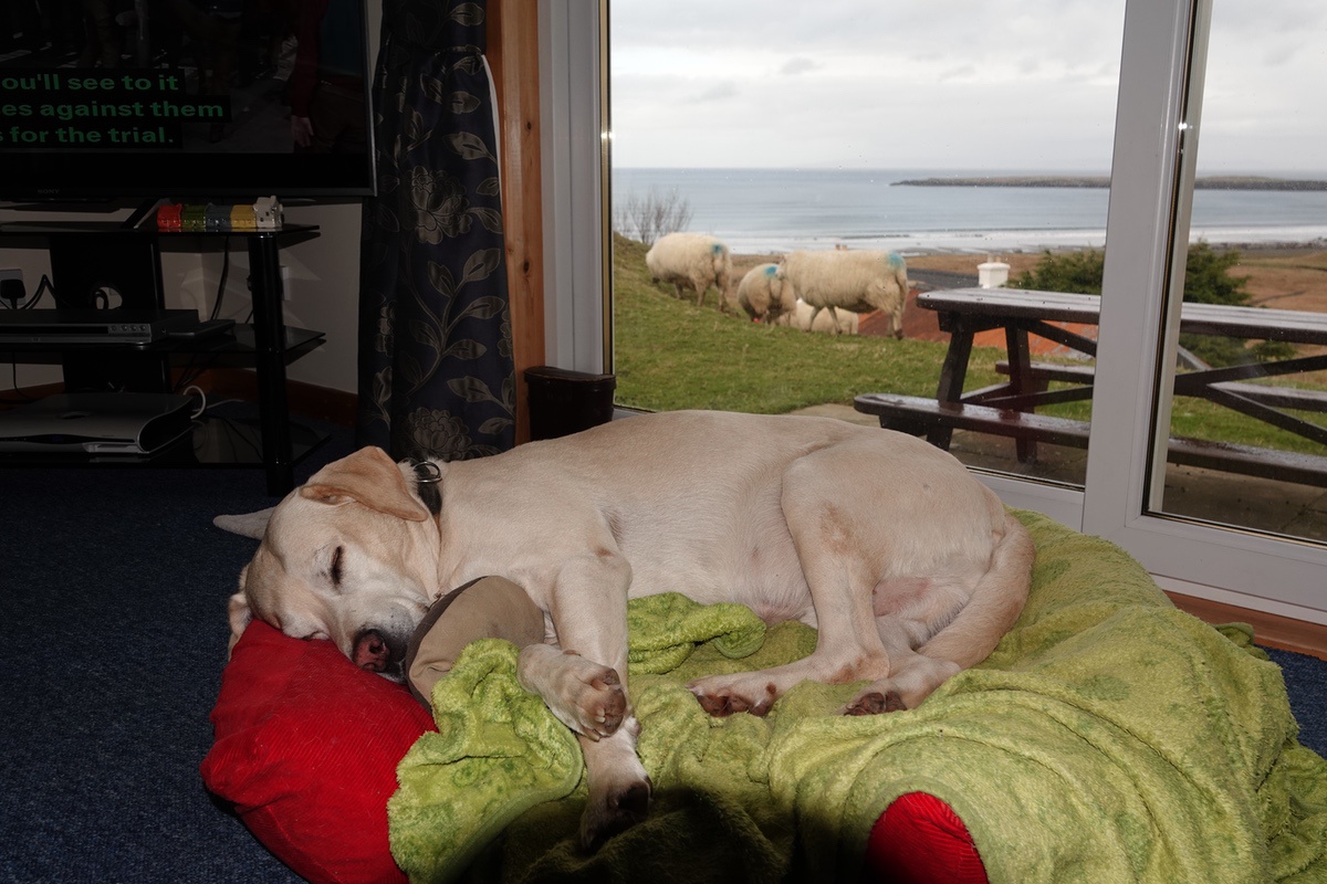 Hund schläft in einem Cottage-Wohnzimmer, im Hintergrund grasen Schafe vor dem Meer