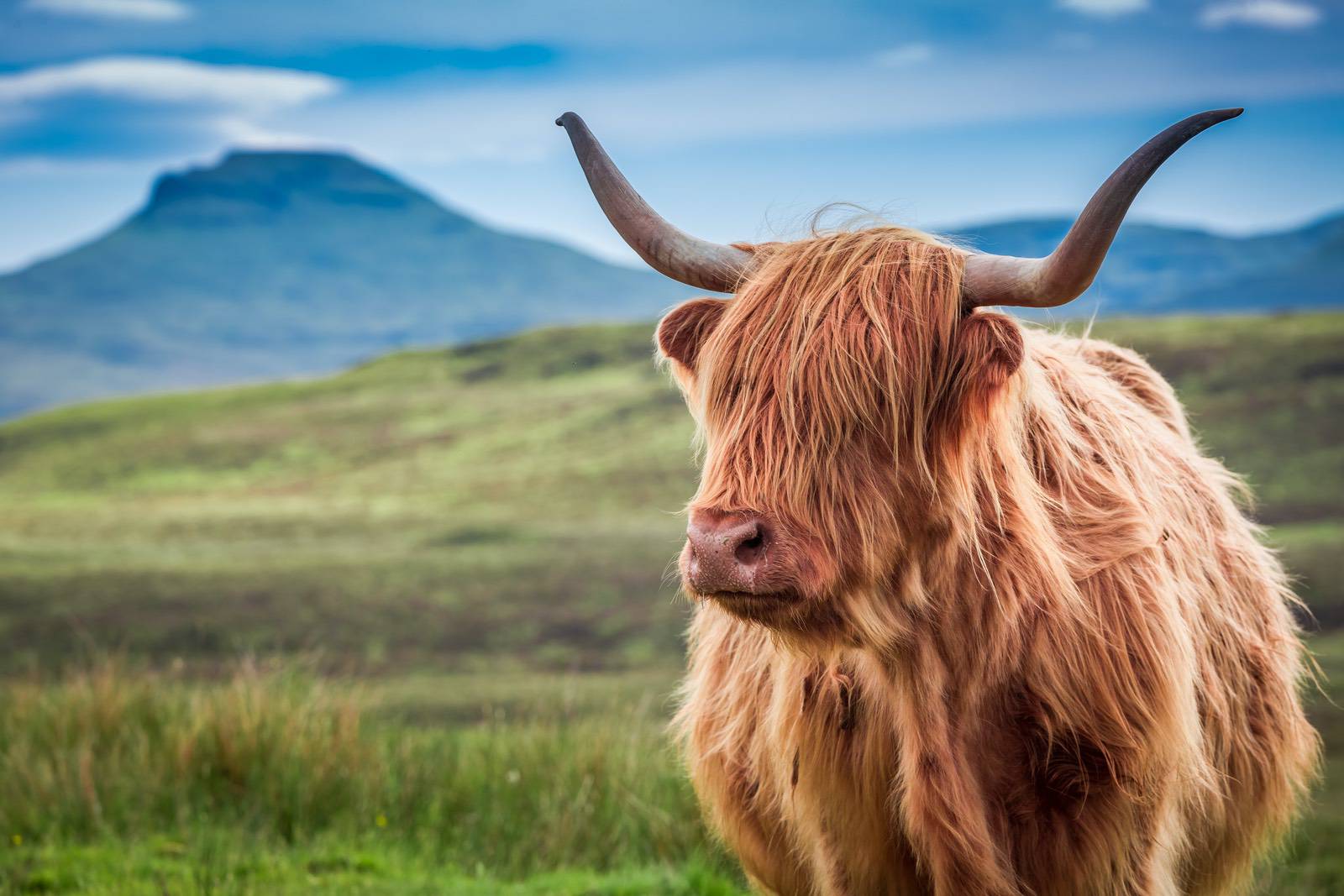 Highland Cattle am Wegrand